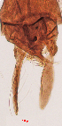  (Polypedilum sp. 11SC - song110)  @11 [ ] Copyright (2015) Chao Song Nankai University