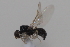  ( - cau01995)  @14 [ ] CreativeCommons - Attribution Non-Commercial Share-Alike (2010) China Agricultural University, Insect Collection China Agricultural University, Insect Collection