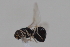  ( - cau01995)  @13 [ ] CreativeCommons - Attribution Non-Commercial Share-Alike (2010) China Agricultural University, Insect Collection China Agricultural University, Insect Collection