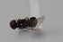  ( - cau01997)  @13 [ ] CreativeCommons - Attribution Non-Commercial Share-Alike (2010) China Agricultural University, Insect Collection China Agricultural University, Insect Collection
