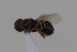  ( - cau01997)  @13 [ ] CreativeCommons - Attribution Non-Commercial Share-Alike (2010) China Agricultural University, Insect Collection China Agricultural University, Insect Collection