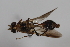  ( - cau02004)  @11 [ ] CreativeCommons - Attribution Non-Commercial Share-Alike (2010) China Agricultural University, Insect Collection China Agricultural University, Insect Collection