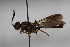  ( - cau02004)  @11 [ ] CreativeCommons - Attribution Non-Commercial Share-Alike (2010) China Agricultural University, Insect Collection China Agricultural University, Insect Collection