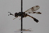  (Strat_genus4 - cau02029)  @14 [ ] Unspecified (default): All Rights Reserved (2010) China Agricultural University, Insect Collection China Agricultural University, Insect Collection