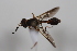  ( - cau02032)  @12 [ ] Unspecified (default): All Rights Reserved (2010) China Agricultural University, Insect Collection China Agricultural University, Insect Collection