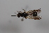  ( - cau02033)  @13 [ ] Unspecified (default): All Rights Reserved (2010) China Agricultural University, Insect Collection China Agricultural University, Insect Collection