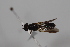  ( - cau02034)  @13 [ ] Unspecified (default): All Rights Reserved (2010) China Agricultural University, Insect Collection China Agricultural University, Insect Collection