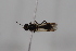 ( - cau02035)  @11 [ ] Unspecified (default): All Rights Reserved (2010) China Agricultural University, Insect Collection China Agricultural University, Insect Collection