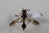  ( - cau02036)  @13 [ ] Unspecified (default): All Rights Reserved (2010) China Agricultural University, Insect Collection China Agricultural University, Insect Collection