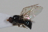  (Strat_genus7 sp. 1 - cau02053)  @14 [ ] Unspecified (default): All Rights Reserved (2010) China Agricultural University, Insect Collection China Agricultural University, Insect Collection
