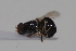  ( - cau02053)  @13 [ ] Unspecified (default): All Rights Reserved (2010) China Agricultural University, Insect Collection China Agricultural University, Insect Collection