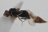  ( - cau02054)  @11 [ ] Unspecified (default): All Rights Reserved (2010) China Agricultural University, Insect Collection China Agricultural University, Insect Collection
