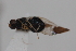  ( - cau02054)  @11 [ ] Unspecified (default): All Rights Reserved (2010) China Agricultural University, Insect Collection China Agricultural University, Insect Collection
