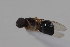  (Strat_genus7 sp. 2 - cau02055)  @14 [ ] Unspecified (default): All Rights Reserved (2010) China Agricultural University, Insect Collection China Agricultural University, Insect Collection