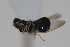  ( - cau02056)  @13 [ ] Unspecified (default): All Rights Reserved (2010) China Agricultural University, Insect Collection China Agricultural University, Insect Collection