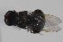  ( - cau02057)  @14 [ ] Unspecified (default): All Rights Reserved (2010) China Agricultural University, Insect Collection China Agricultural University, Insect Collection