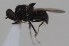  ( - cau02057)  @14 [ ] Unspecified (default): All Rights Reserved (2010) China Agricultural University, Insect Collection China Agricultural University, Insect Collection