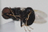  ( - cau02057)  @13 [ ] Unspecified (default): All Rights Reserved (2010) China Agricultural University, Insect Collection China Agricultural University, Insect Collection
