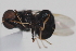  ( - cau02057)  @13 [ ] Unspecified (default): All Rights Reserved (2010) China Agricultural University, Insect Collection China Agricultural University, Insect Collection