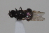  ( - cau02060)  @11 [ ] Unspecified (default): All Rights Reserved (2010) China Agricultural University, Insect Collection China Agricultural University, Insect Collection