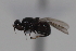  ( - cau02060)  @11 [ ] Unspecified (default): All Rights Reserved (2010) China Agricultural University, Insect Collection China Agricultural University, Insect Collection