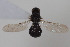  ( - cau02065)  @13 [ ] Unspecified (default): All Rights Reserved (2010) China Agricultural University, Insect Collection China Agricultural University, Insect Collection
