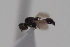  ( - cau02065)  @11 [ ] Unspecified (default): All Rights Reserved (2010) China Agricultural University, Insect Collection China Agricultural University, Insect Collection