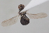  ( - cau02065)  @11 [ ] Unspecified (default): All Rights Reserved (2010) China Agricultural University, Insect Collection China Agricultural University, Insect Collection