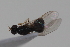  ( - cau02066)  @11 [ ] Unspecified (default): All Rights Reserved (2010) China Agricultural University, Insect Collection China Agricultural University, Insect Collection