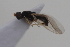  ( - cau02066)  @11 [ ] Unspecified (default): All Rights Reserved (2010) China Agricultural University, Insect Collection China Agricultural University, Insect Collection