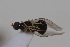  ( - cau02066)  @11 [ ] Unspecified (default): All Rights Reserved (2010) China Agricultural University, Insect Collection China Agricultural University, Insect Collection
