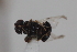  ( - cau02067)  @11 [ ] Unspecified (default): All Rights Reserved (2010) China Agricultural University, Insect Collection China Agricultural University, Insect Collection