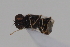 ( - cau02068)  @13 [ ] Unspecified (default): All Rights Reserved (2010) China Agricultural University, Insect Collection China Agricultural University, Insect Collection