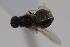  ( - cau02069)  @12 [ ] Unspecified (default): All Rights Reserved (2010) China Agricultural University, Insect Collection China Agricultural University, Insect Collection