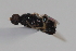  ( - cau02069)  @12 [ ] Unspecified (default): All Rights Reserved (2010) China Agricultural University, Insect Collection China Agricultural University, Insect Collection