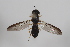  ( - cau02071)  @13 [ ] Unspecified (default): All Rights Reserved (2010) China Agricultural University, Insect Collection China Agricultural University, Insect Collection