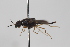  (Strat_genus7 - cau02071)  @14 [ ] Unspecified (default): All Rights Reserved (2010) China Agricultural University, Insect Collection China Agricultural University, Insect Collection