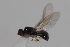  ( - cau02077)  @11 [ ] Unspecified (default): All Rights Reserved (2010) China Agricultural University, Insect Collection China Agricultural University, Insect Collection