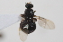  ( - cau02088)  @13 [ ] Unspecified (default): All Rights Reserved (2010) China Agricultural University, Insect Collection China Agricultural University, Insect Collection