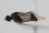  ( - cau02088)  @13 [ ] Unspecified (default): All Rights Reserved (2010) China Agricultural University, Insect Collection China Agricultural University, Insect Collection