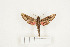  ( - CTBB-1140)  @11 [ ] Copyright (2013) Thierry Bouyer Research Collection of Thierry Bouyer