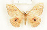  ( - CTBB-1382)  @14 [ ] Copyright (2014) Thierry Bouyer Research Collection of RBINS