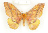  (Gonimbrasia wahlbergi - CTBB-1397)  @11 [ ] Copyright (2014) Thierry Bouyer Research Collection of RBINS