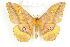  ( - CTBB-1398)  @11 [ ] Copyright (2014) Thierry Bouyer Research Collection of RBINS