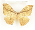  ( - CTBB-1447)  @14 [ ] Copyright (2014) Thierry Bouyer Research Collection of RBINS