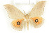  ( - CTBB-1463)  @11 [ ] Copyright (2014) Thierry Bouyer Research Collection of RBINS