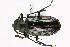  ( - CTBB-1531)  @11 [ ] Copyright (2014) Alain Drumont Research Collection of Alain Drumont