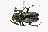  ( - CTBB-1535)  @11 [ ] Copyright (2014) Alain Drumont Research Collection of Alain Drumont