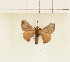  (Racinoa sp. tbo4 - CTBB-1588)  @14 [ ] Copyright (2014) Thierry Bouyer Research Collection of Thierry Bouyer
