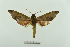  ( - CTBB-2020)  @14 [ ] Copyright © (2017) Pierre Schmit Research Collection of Pierre Schmit